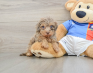 8 week old Havapoo Puppy For Sale - Florida Fur Babies