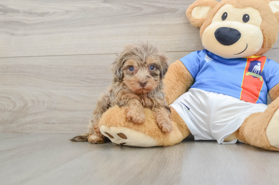 5 week old Havapoo Puppy For Sale - Florida Fur Babies
