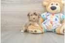 Sweet Havapoo Baby