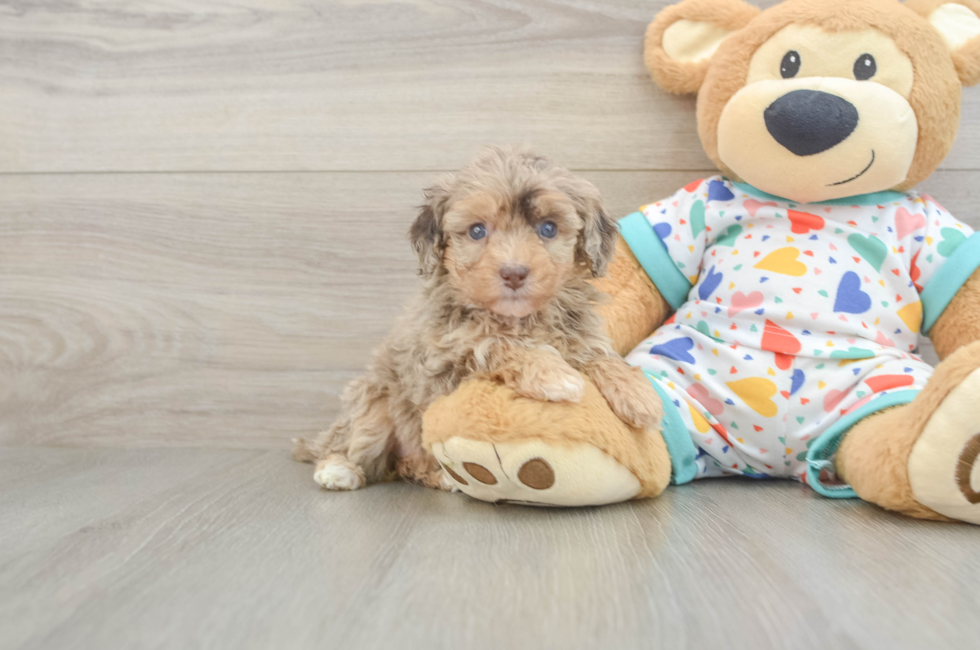 5 week old Havapoo Puppy For Sale - Florida Fur Babies