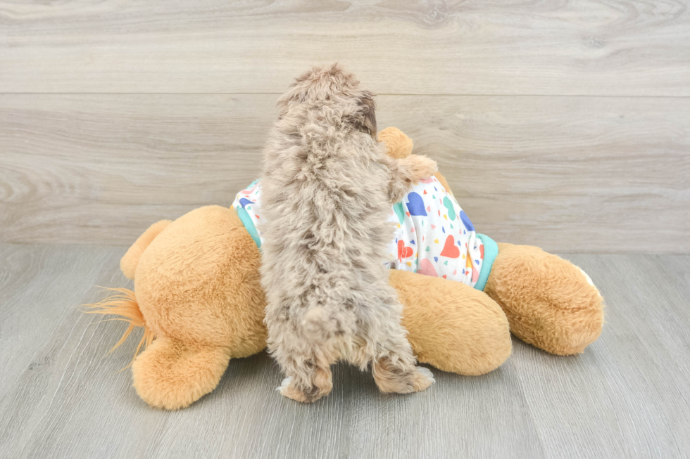 Havapoo Pup Being Cute