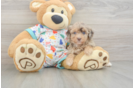Fluffy Havapoo Poodle Mix Pup