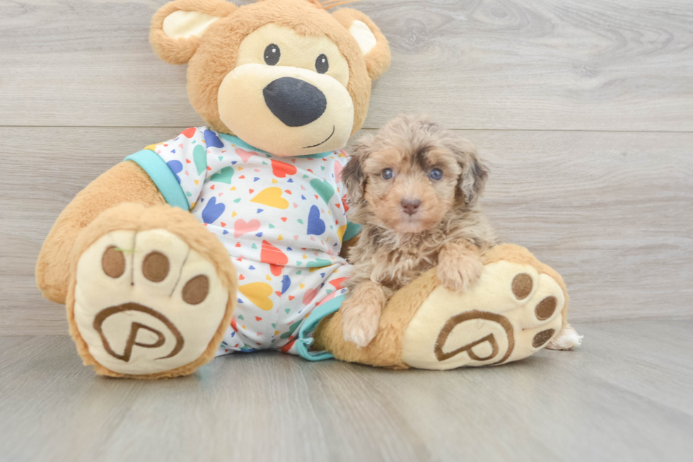 Fluffy Havapoo Poodle Mix Pup