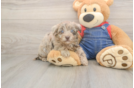 Cute Havapoo Baby