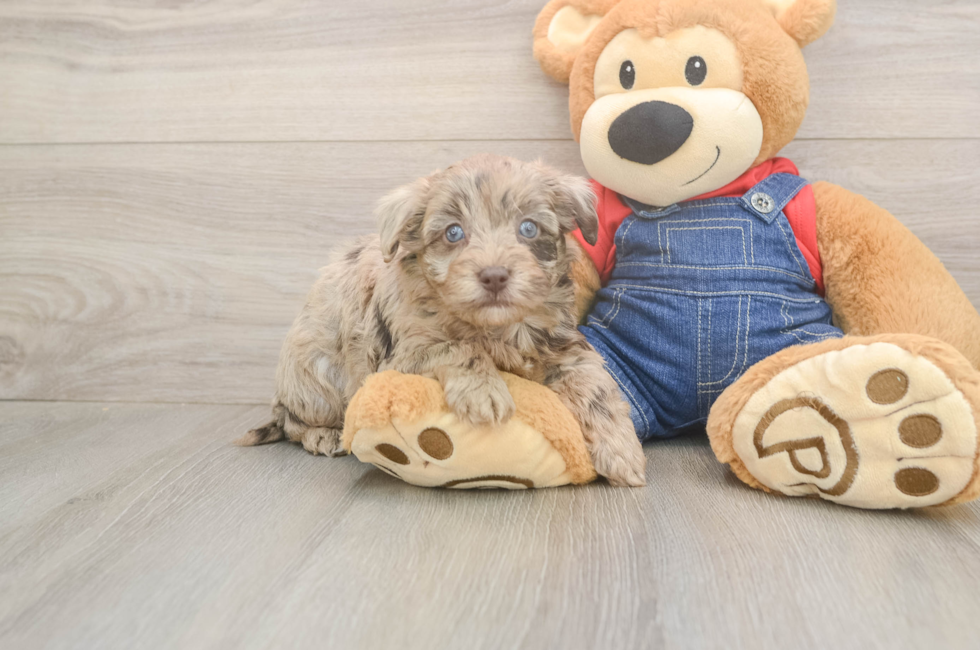 5 week old Havapoo Puppy For Sale - Florida Fur Babies