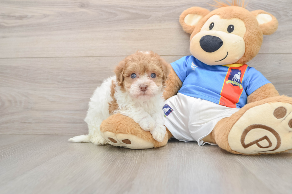 Happy Havapoo Baby