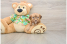 Best Havapoo Baby
