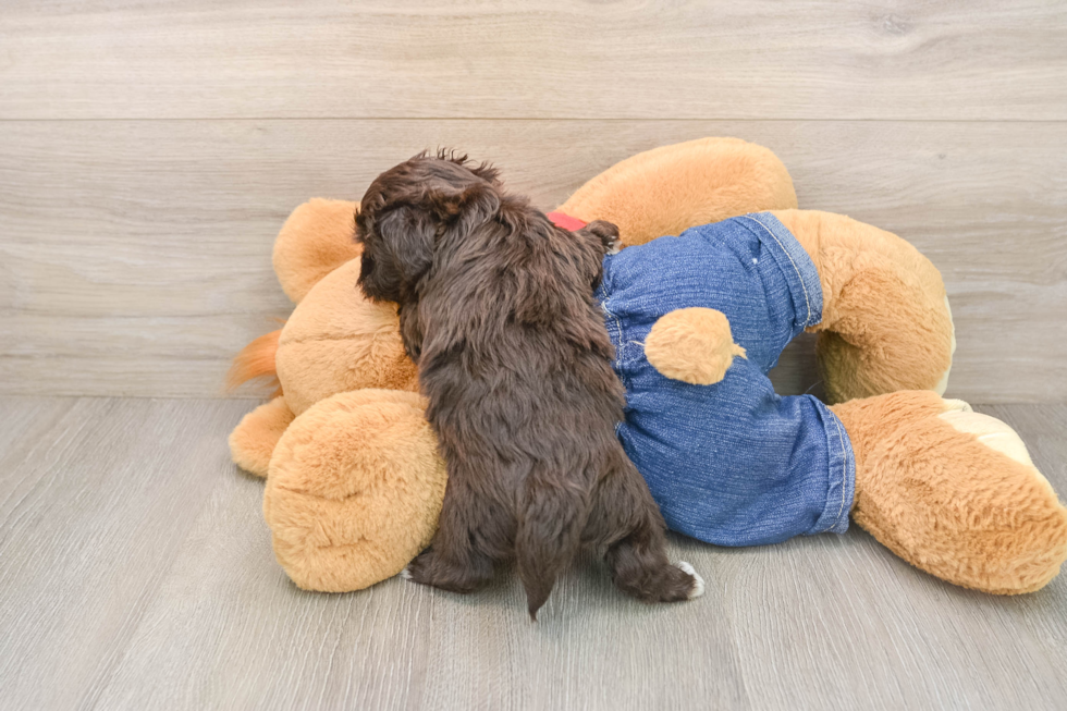 Little Havadoodle Poodle Mix Puppy