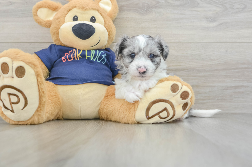 5 week old Havapoo Puppy For Sale - Florida Fur Babies