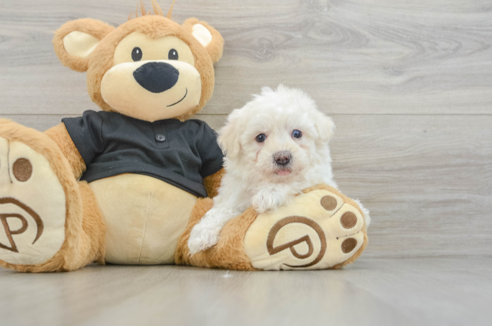 6 week old Havapoo Puppy For Sale - Florida Fur Babies