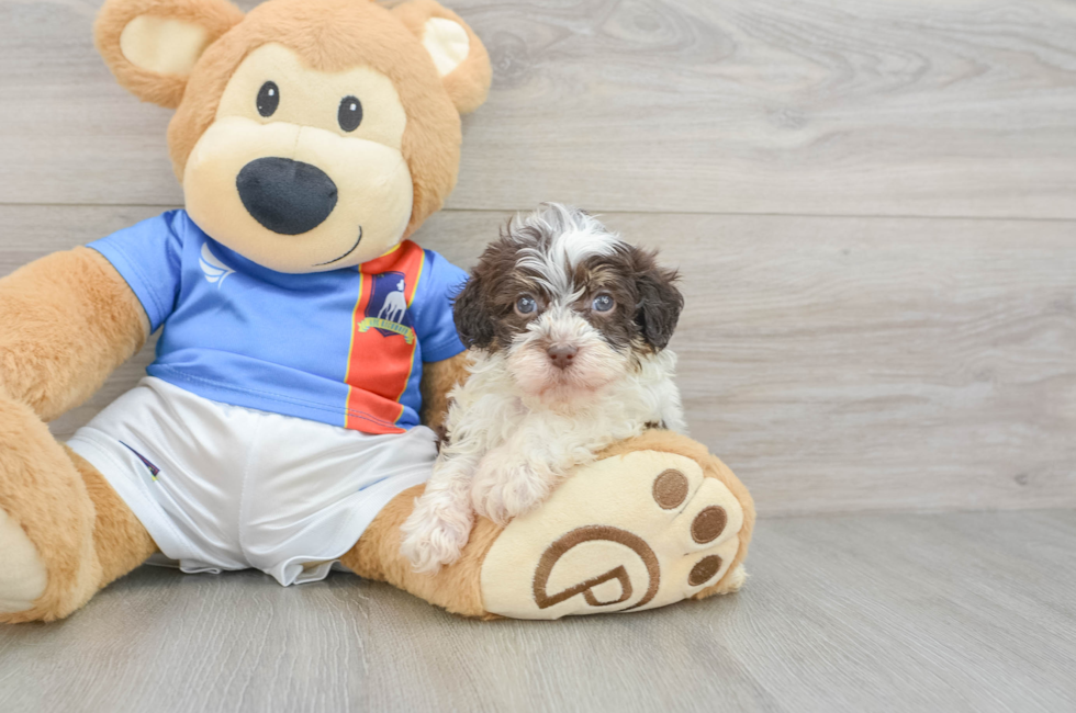 5 week old Havapoo Puppy For Sale - Florida Fur Babies