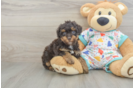 Smart Havapoo Poodle Mix Pup