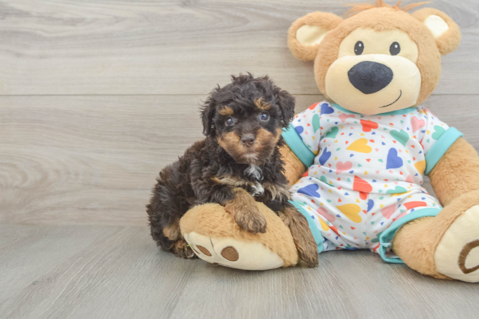 Smart Havapoo Poodle Mix Pup