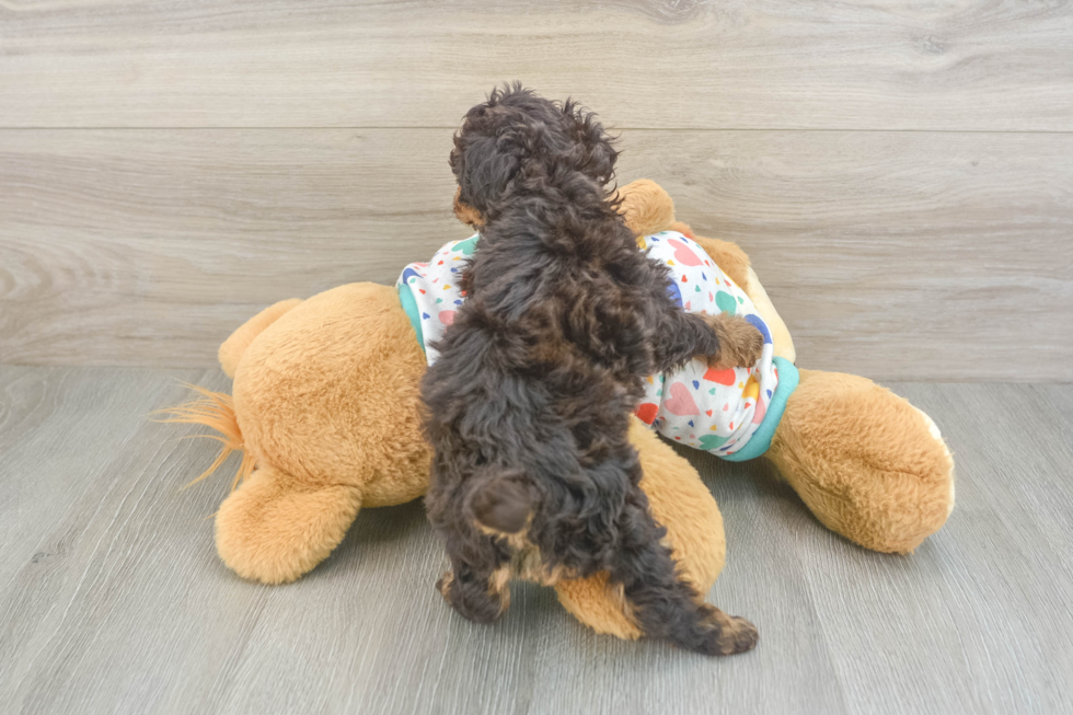 Cute Havapoo Baby