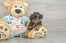Playful Havadoodle Poodle Mix Puppy