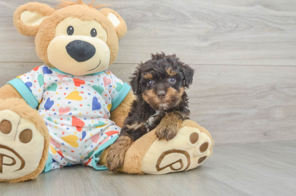 5 week old Havapoo Puppy For Sale - Florida Fur Babies