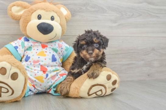 Playful Havadoodle Poodle Mix Puppy
