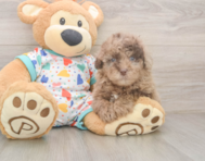 8 week old Havapoo Puppy For Sale - Florida Fur Babies