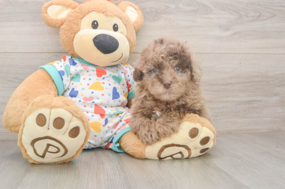 6 week old Havapoo Puppy For Sale - Florida Fur Babies