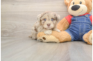 Little Havadoodle Poodle Mix Puppy