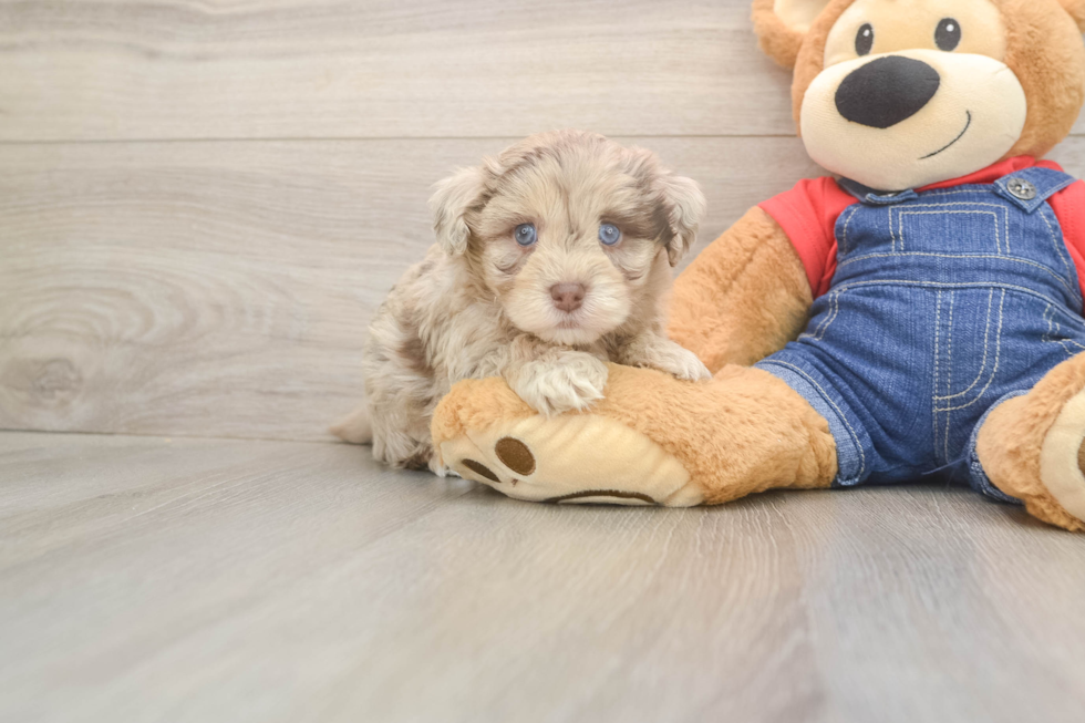 Little Havadoodle Poodle Mix Puppy