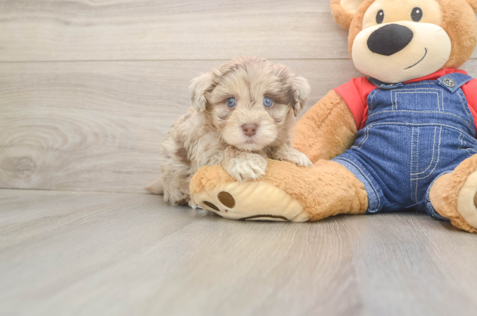5 week old Havapoo Puppy For Sale - Florida Fur Babies