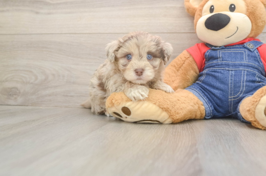 Little Havadoodle Poodle Mix Puppy