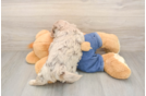 Havapoo Puppy for Adoption