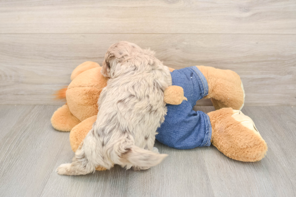 Havapoo Puppy for Adoption