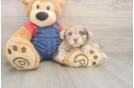 Best Havapoo Baby