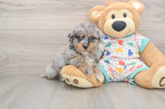 Havapoo Pup Being Cute