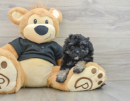 8 week old Havapoo Puppy For Sale - Florida Fur Babies