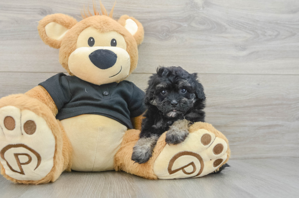6 week old Havapoo Puppy For Sale - Florida Fur Babies