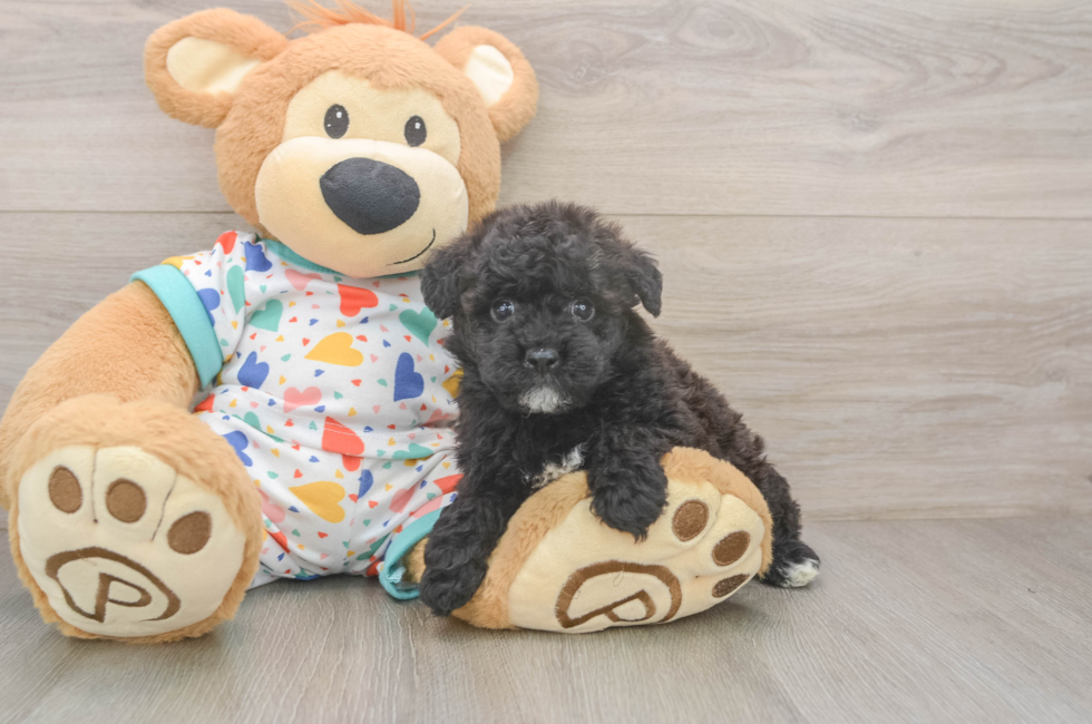 6 week old Havapoo Puppy For Sale - Florida Fur Babies