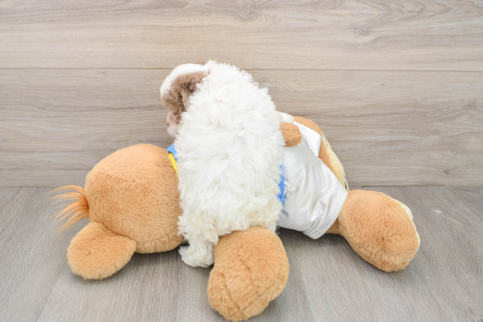 Havapoo Puppy for Adoption