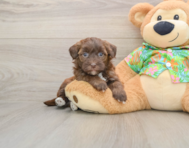 7 week old Havapoo Puppy For Sale - Florida Fur Babies