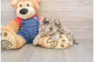 Playful Havadoodle Poodle Mix Puppy