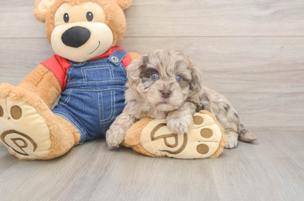 5 week old Havapoo Puppy For Sale - Florida Fur Babies