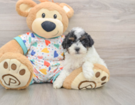 7 week old Havapoo Puppy For Sale - Florida Fur Babies