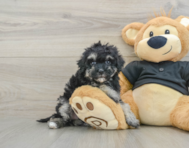 8 week old Havapoo Puppy For Sale - Florida Fur Babies