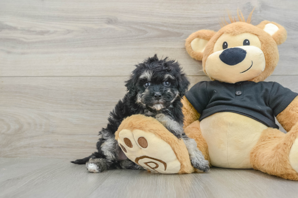 6 week old Havapoo Puppy For Sale - Florida Fur Babies