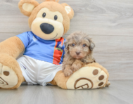8 week old Havapoo Puppy For Sale - Florida Fur Babies