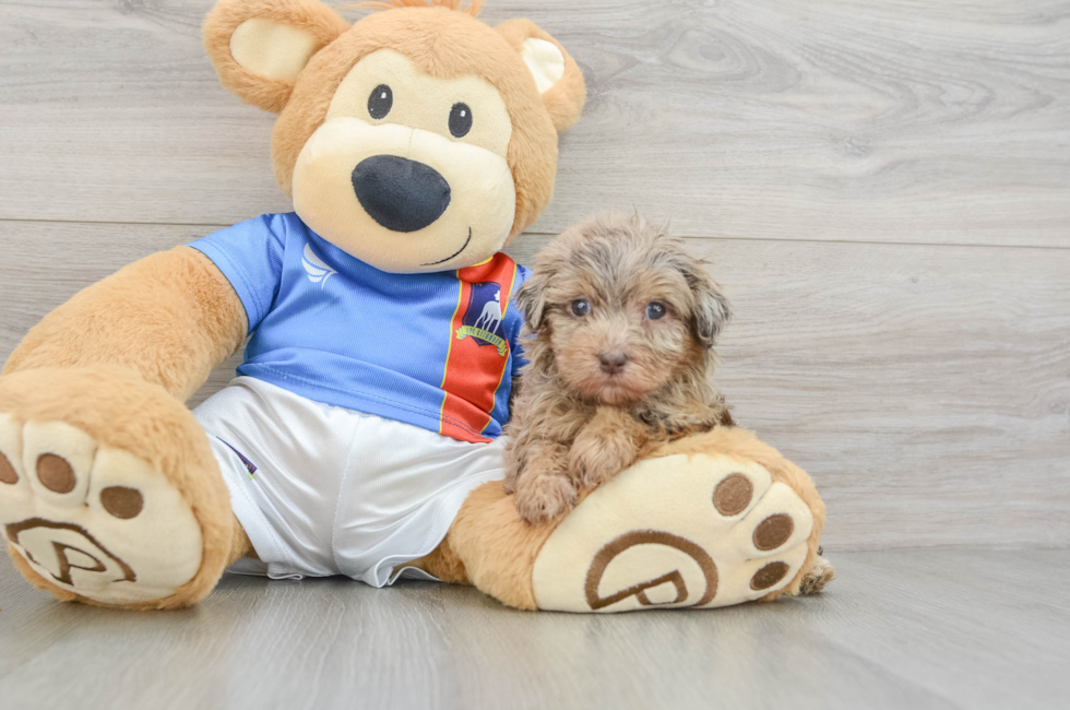 5 week old Havapoo Puppy For Sale - Florida Fur Babies