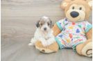 Energetic Havadoodle Poodle Mix Puppy