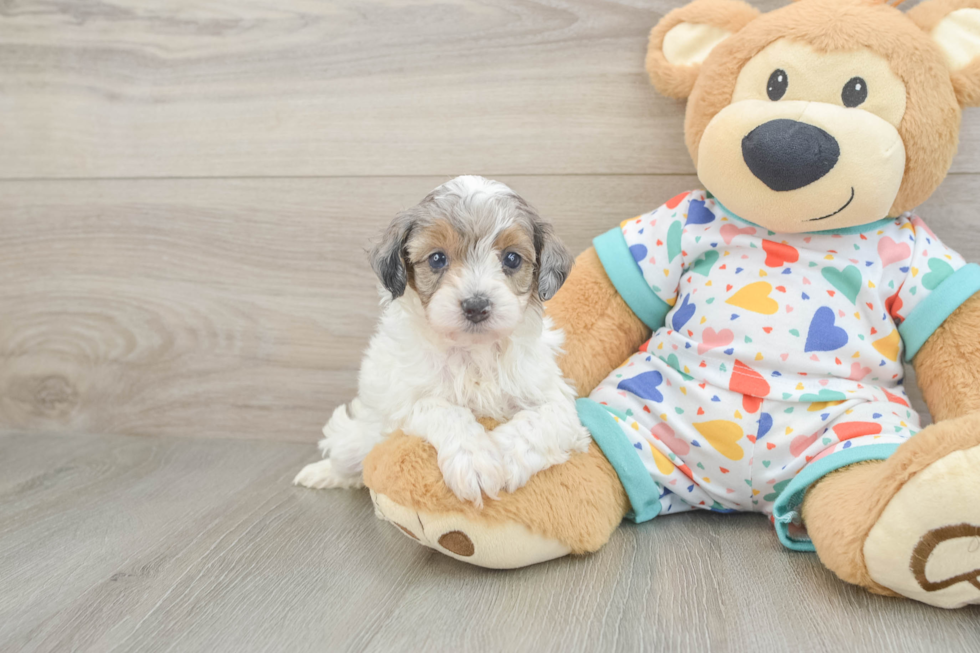 Energetic Havadoodle Poodle Mix Puppy
