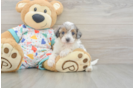 Small Havapoo Baby