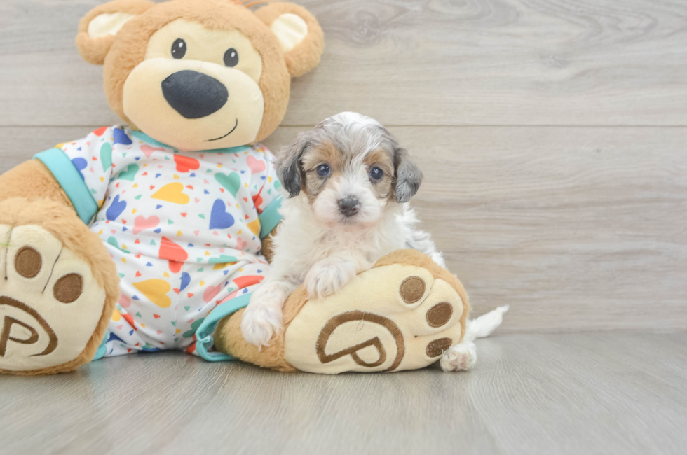 5 week old Havapoo Puppy For Sale - Florida Fur Babies
