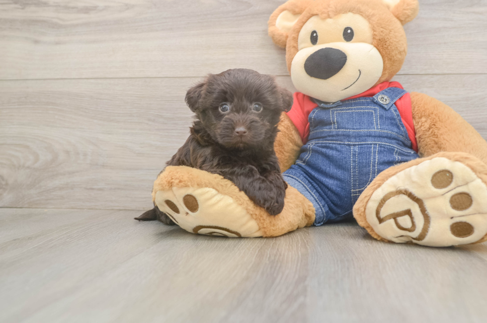 5 week old Havapoo Puppy For Sale - Florida Fur Babies