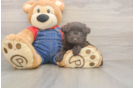 Havapoo Pup Being Cute