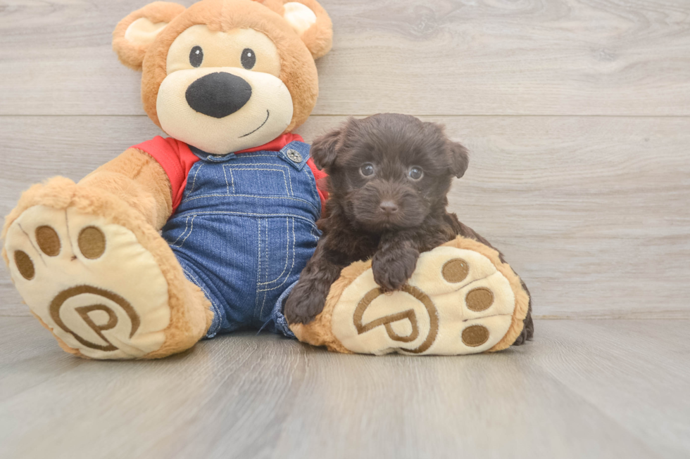 Havapoo Pup Being Cute